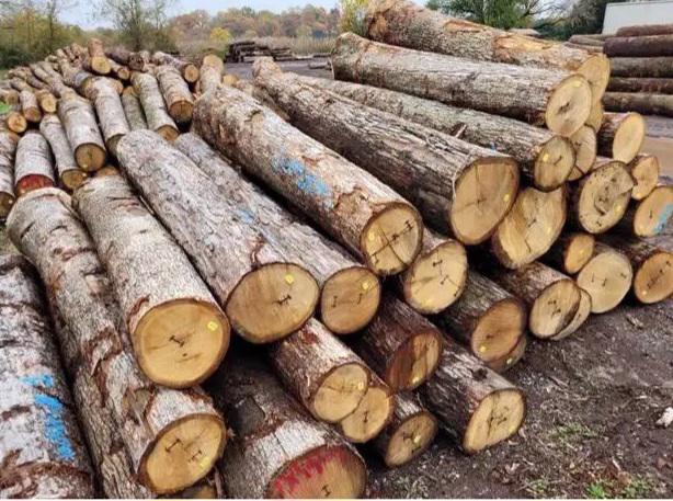 Timbars in Africa uganda 🇺🇬   - foto 7