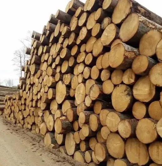 Timbars in Africa uganda 🇺🇬   - foto 8