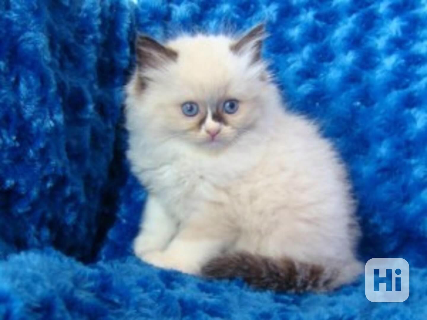 Koťata plemene Ragdoll - foto 1