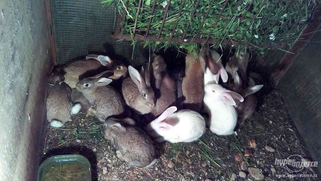 Prodám králíky - foto 1