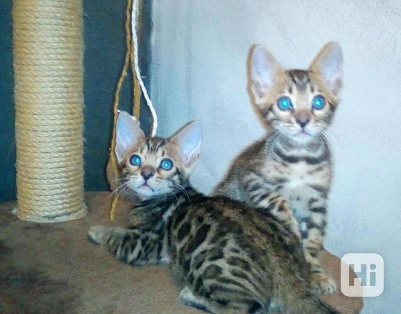 Bengálská koťátka k dispozici - foto 1