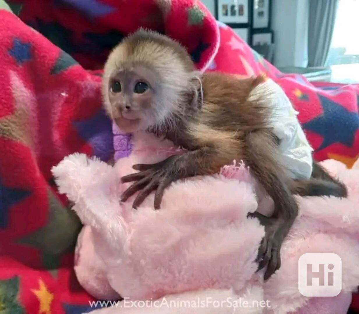  Přátelské kapucínské dítě - foto 1