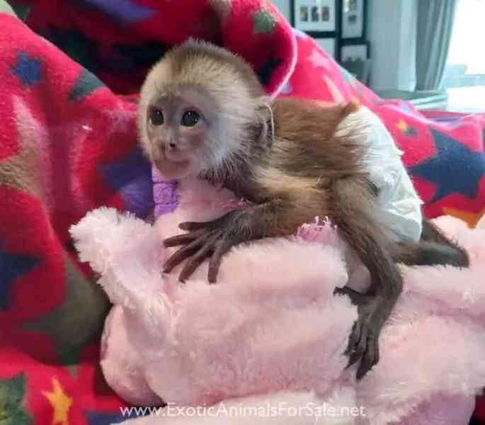  Přátelské kapucínské dítě - foto 1