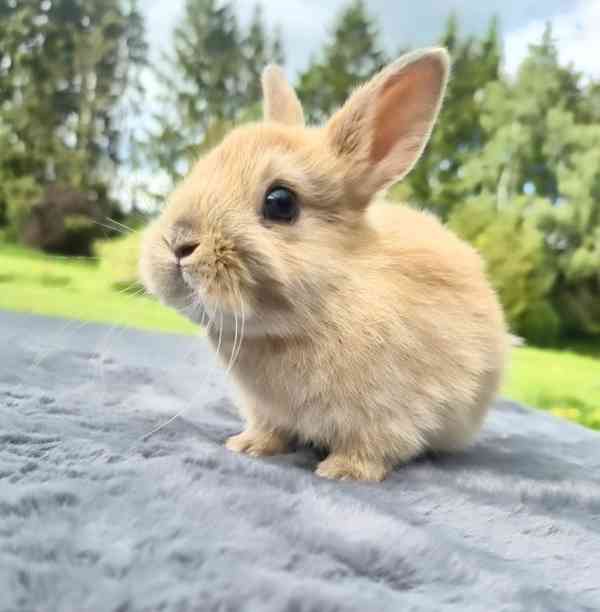 Zakrslý králík, králíček - foto 4