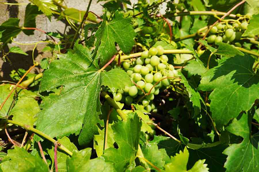 Zděná chata Přehrada Hracholusky - Butov + zahrada - foto 18