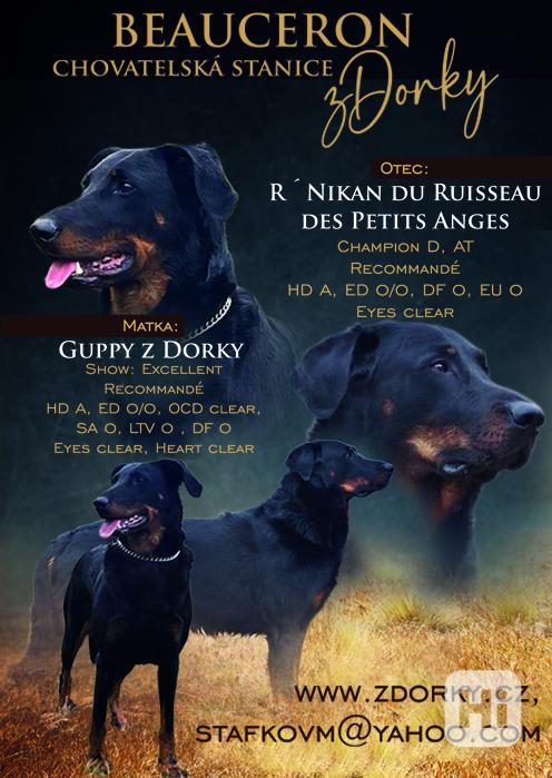 Beauceron - francouzský ovčák - štěně s PP - foto 1