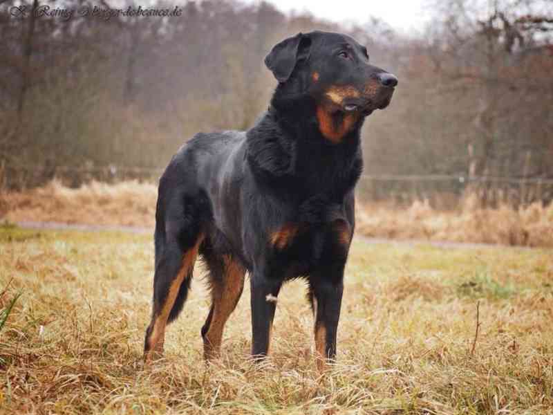 Beauceron - francouzský ovčák - štěně s PP - foto 2
