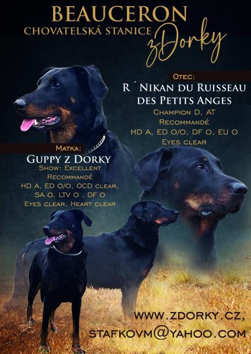 Beauceron - francouzský ovčák - štěně s PP - foto 1