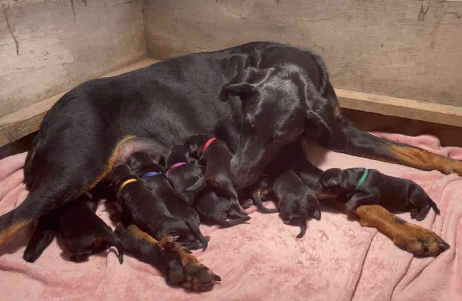 Beauceron - francouzský ovčák - štěně s PP - foto 4