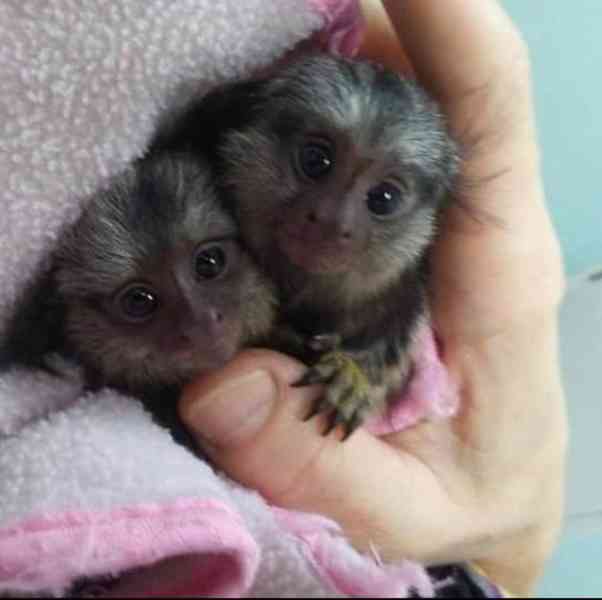 Citové dostupné opice marmoset na prodej