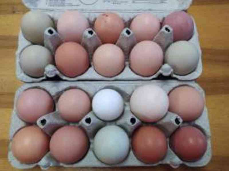 Nasadová vejce  - foto 1