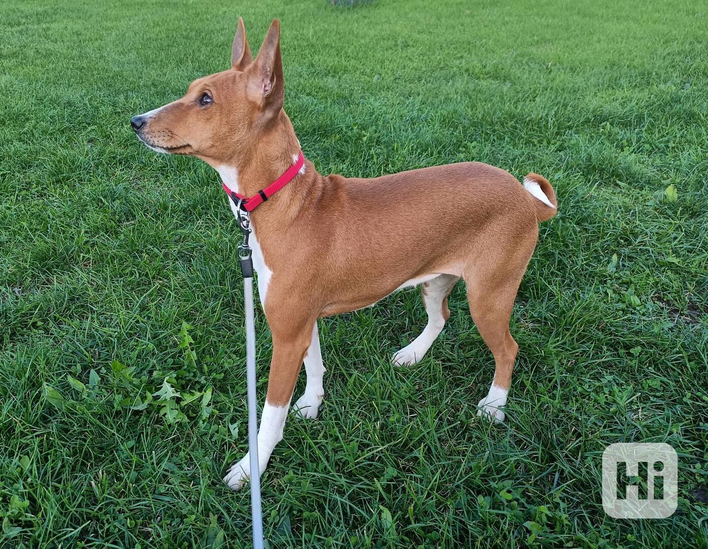 Basenji - prodám štěňata bez pp - foto 1