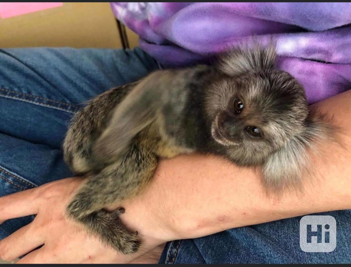Roztomilé roztomilé opice marmoset na prodej - foto 1