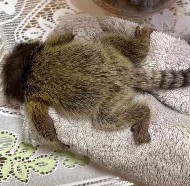 Roztomilé roztomilé opice marmoset na prodej - foto 2
