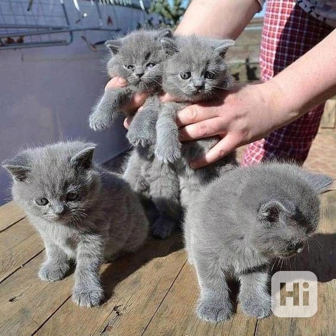 Koťata britské krátkosrsté šelmy - foto 1