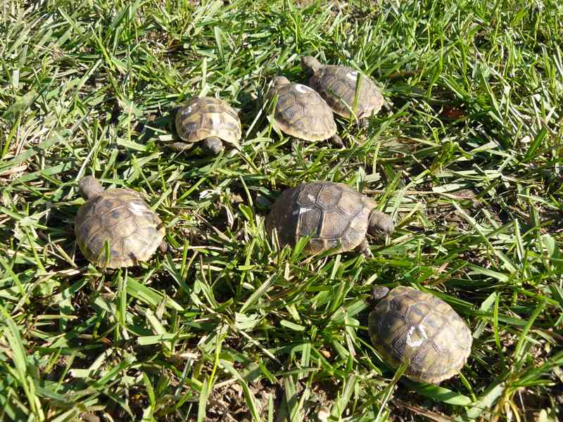 Želva zelenavá – prodám mláďata - foto 3