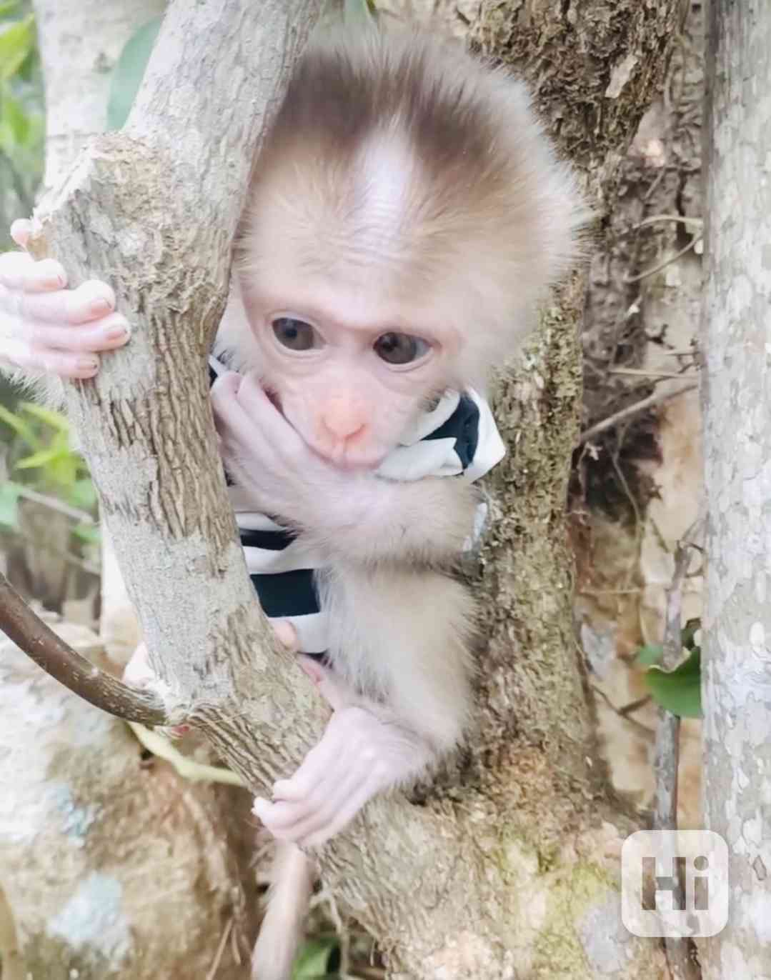 ROZTOMILÉ kapucínské opičky na vás čekají venku - foto 1