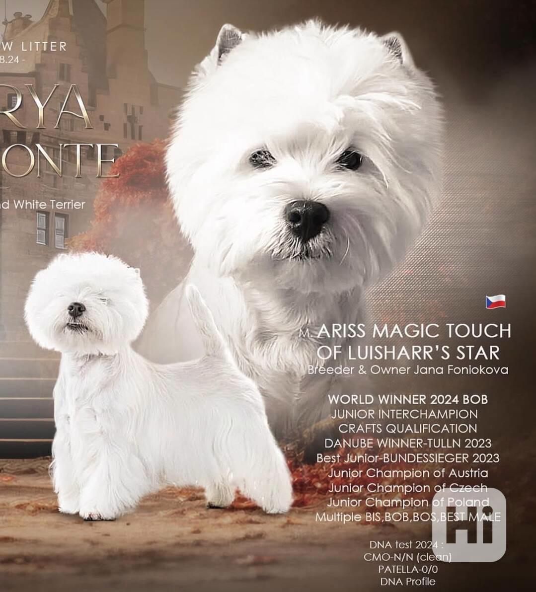 Prodám štěňata s PP  West highland white terrier = Westík - foto 1