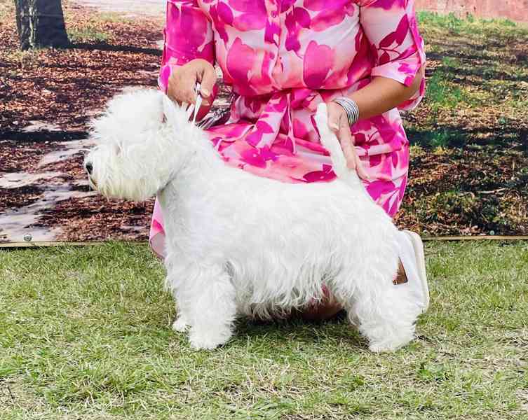 Prodám štěňata s PP  West highland white terrier = Westík - foto 14
