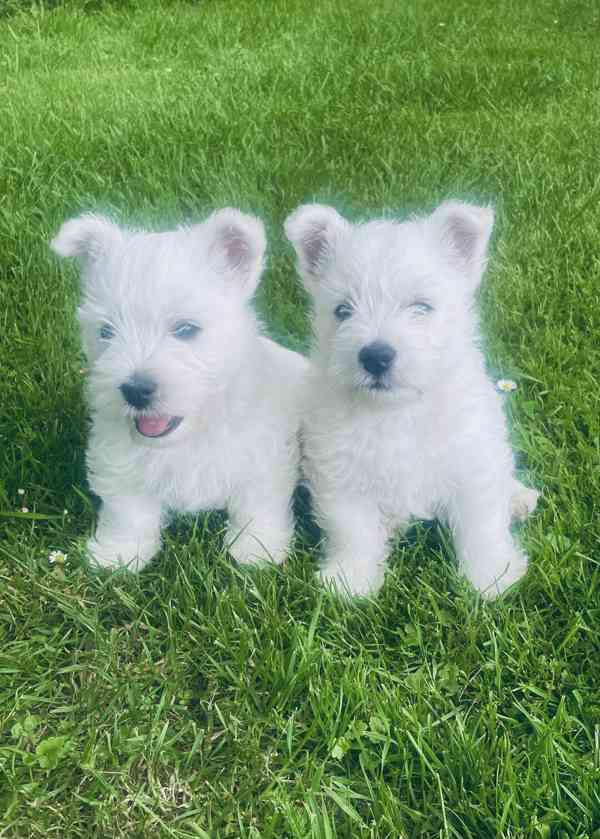 Prodám štěňata s PP  West highland white terrier = Westík - foto 2