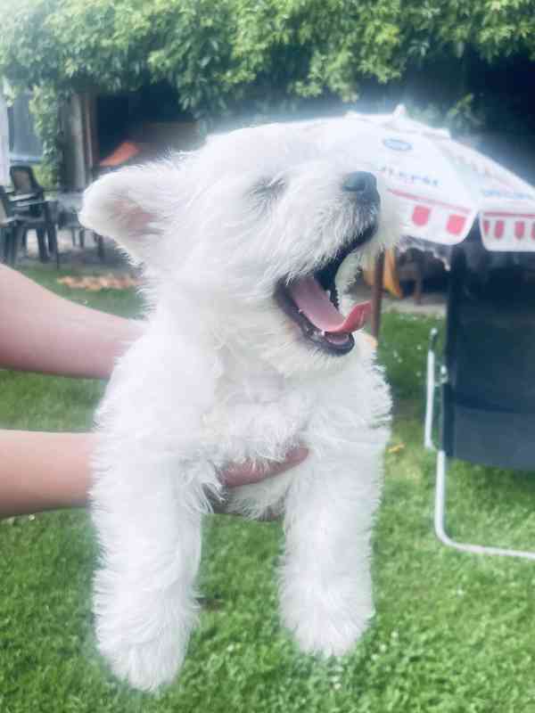 Prodám štěňata s PP  West highland white terrier = Westík - foto 4