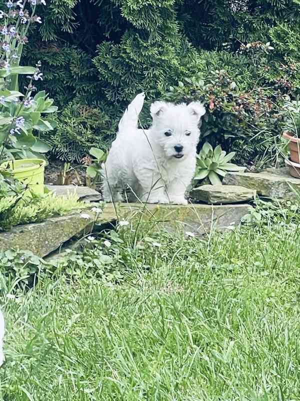 Prodám štěňata s PP  West highland white terrier = Westík - foto 9