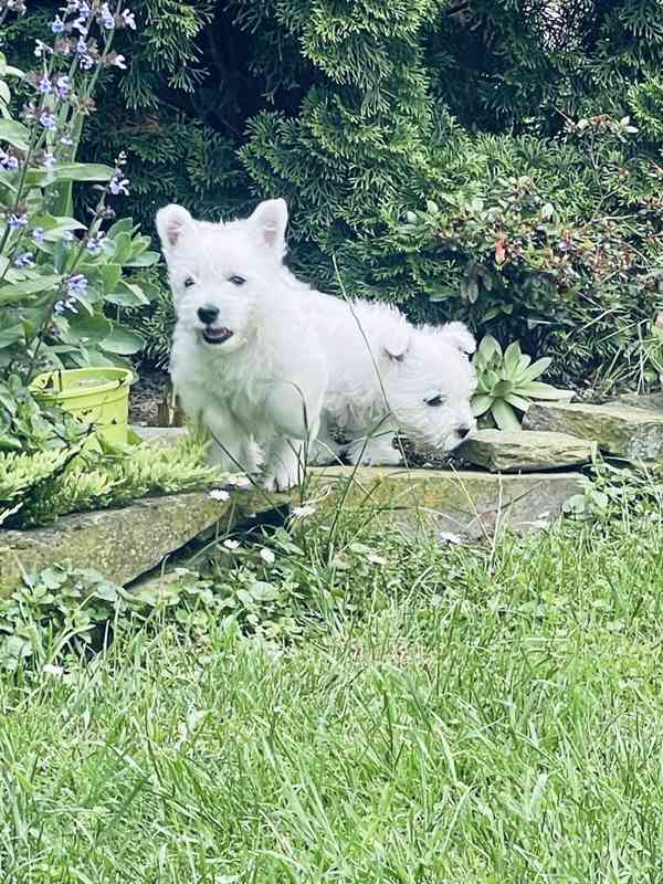 Prodám štěňata s PP  West highland white terrier = Westík - foto 10
