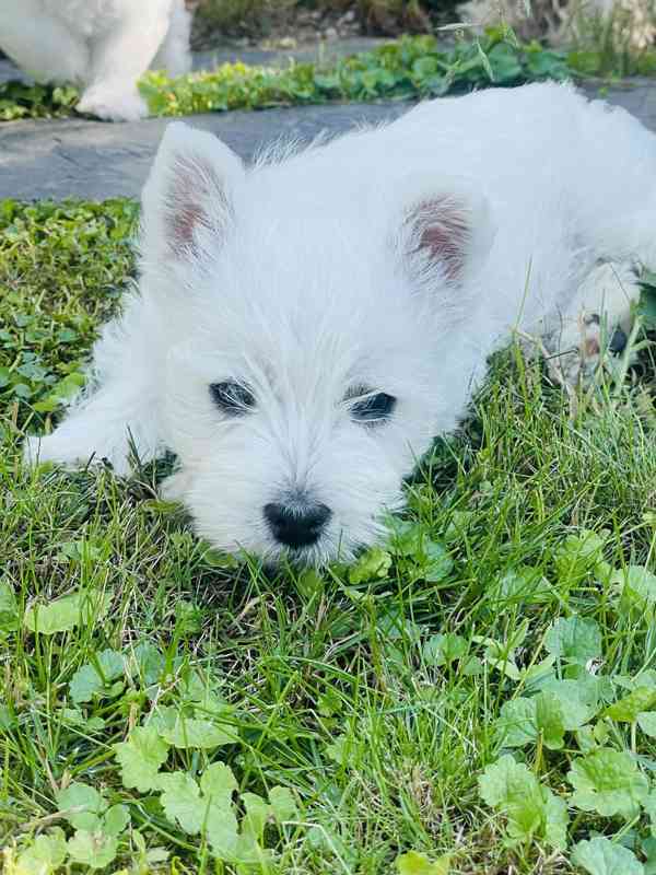 Prodám štěňata s PP  West highland white terrier = Westík - foto 6