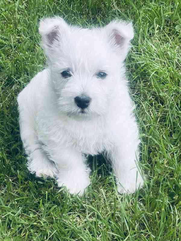 Prodám štěňata s PP  West highland white terrier = Westík - foto 7