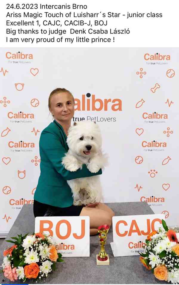 Prodám štěňata s PP  West highland white terrier = Westík - foto 18