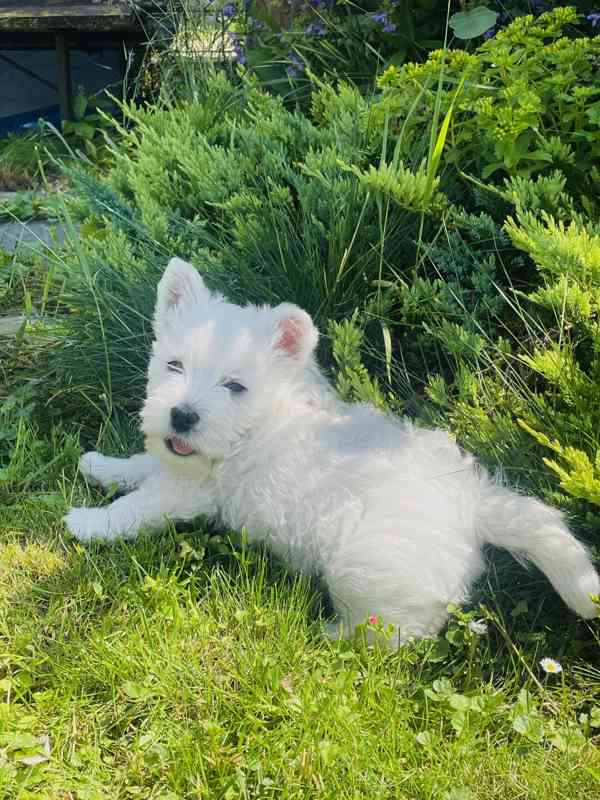 Prodám štěňata s PP  West highland white terrier = Westík - foto 8