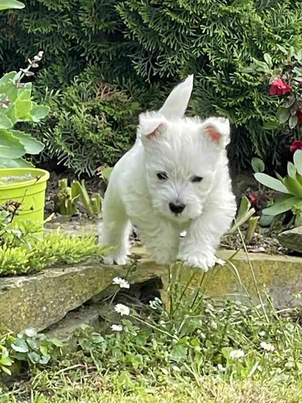 Prodám štěňata s PP  West highland white terrier = Westík - foto 11