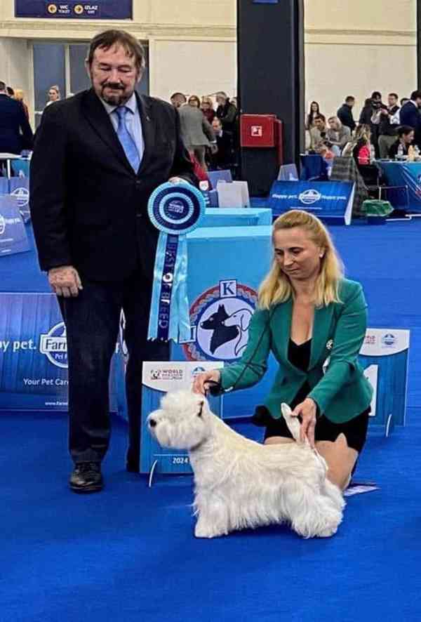Prodám štěňata s PP  West highland white terrier = Westík - foto 17