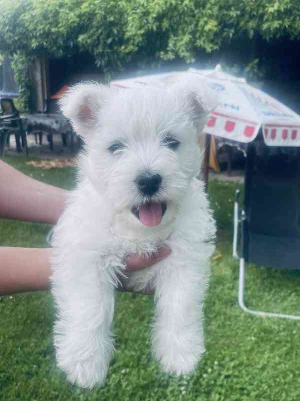 Prodám štěňata s PP  West highland white terrier = Westík - foto 3