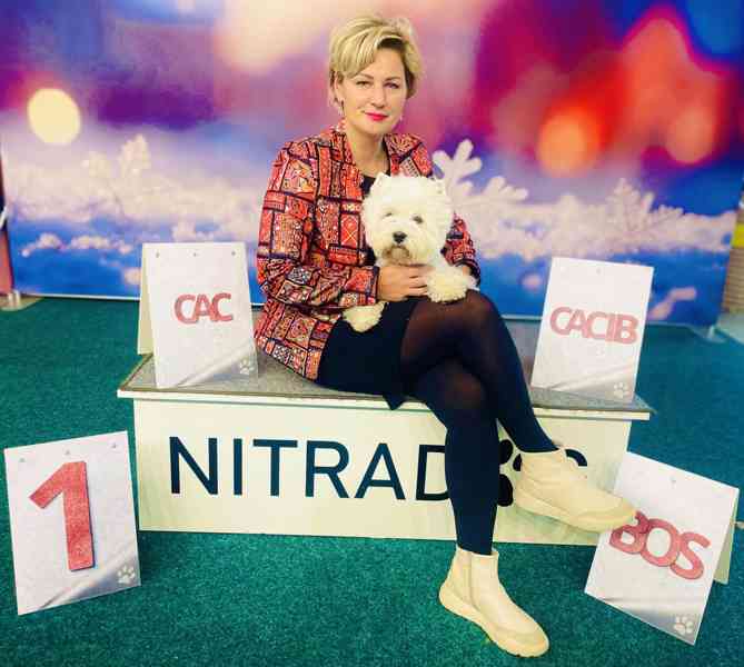 Prodám štěňata s PP  West highland white terrier = Westík - foto 15