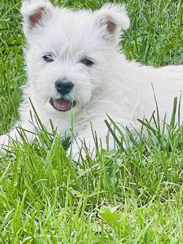 Prodám štěňata s PP  West highland white terrier = Westík - foto 5