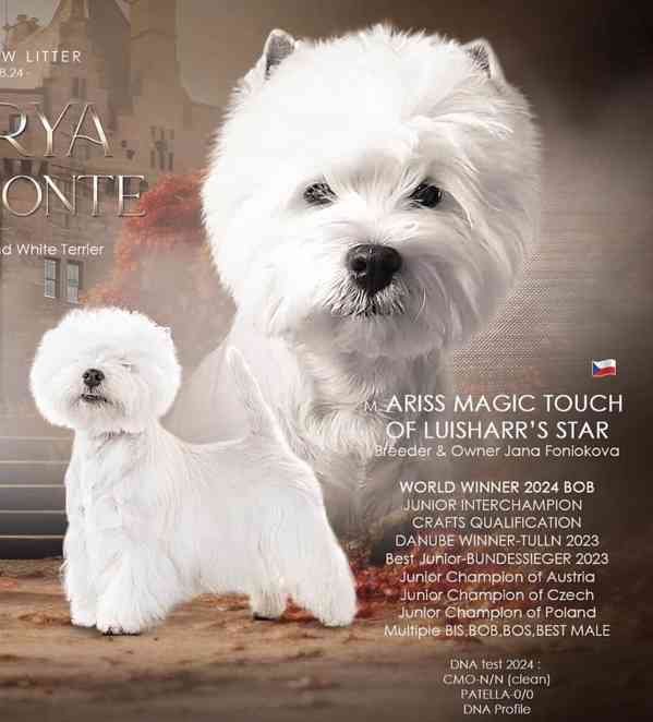 Prodám štěňata s PP West highland white terrier = Westík - foto 1