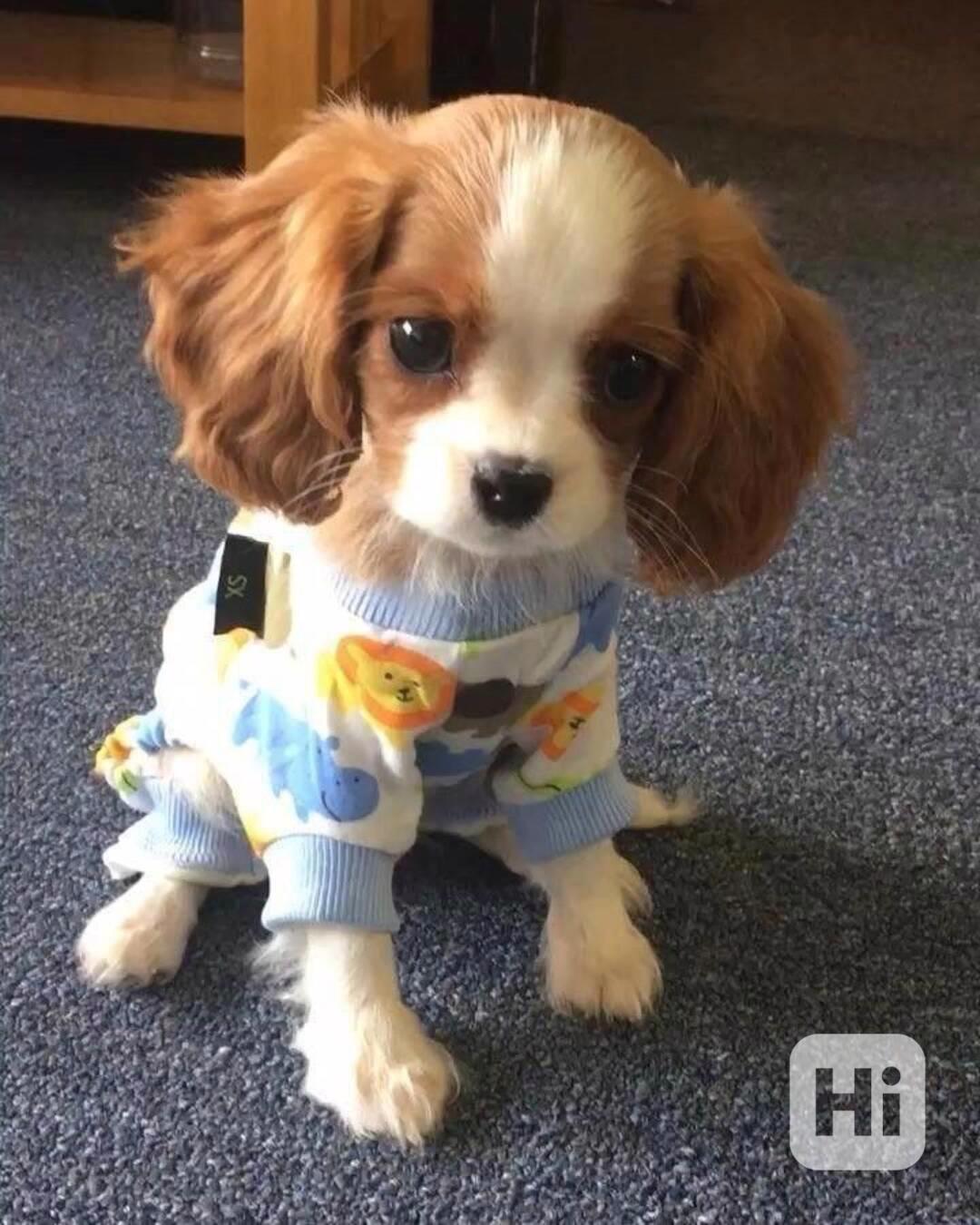  Volná štěňata kavalír King Charles španěl k adopci  - foto 1