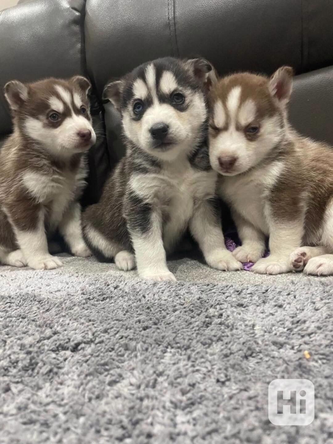  štěňátka Sibiřský hasky husky - foto 1