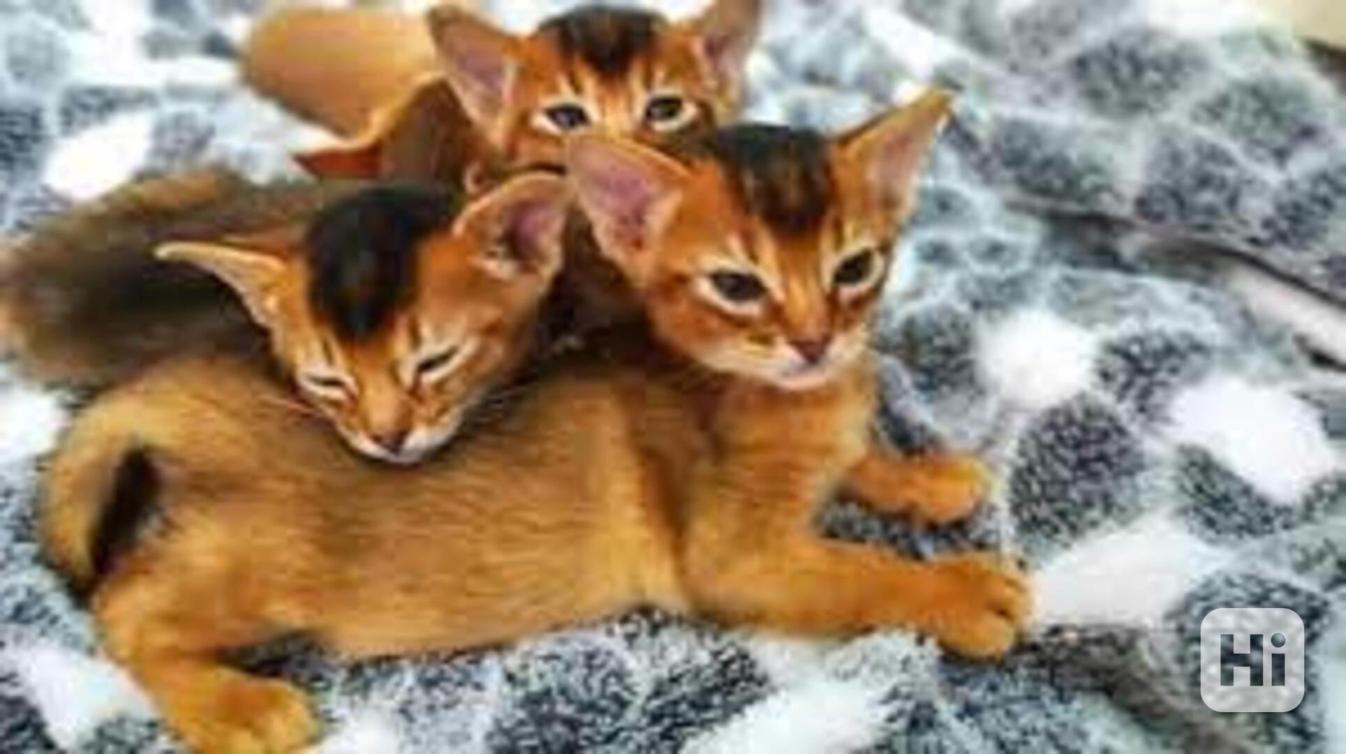 Krásný vrh habešských koťat s čistokrevným původem - foto 1