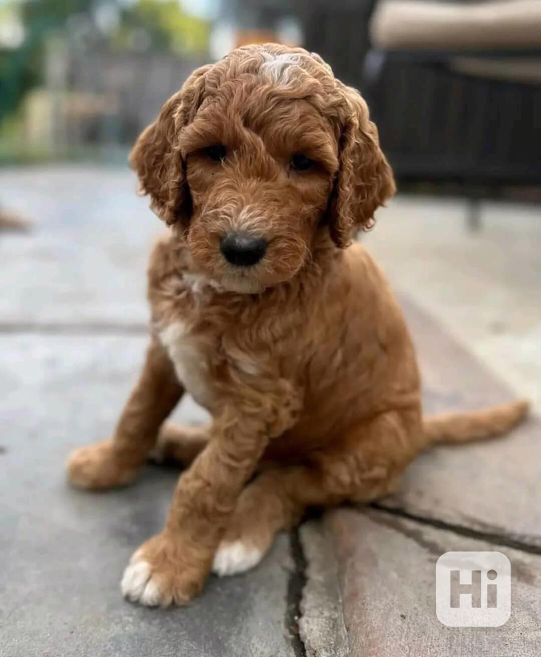 Krásná štěňátka Goldendoodle - foto 1