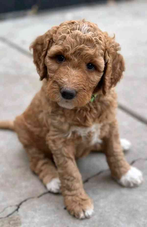 Krásná štěňátka Goldendoodle - foto 3