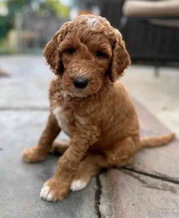 Krásná štěňátka Goldendoodle - foto 1