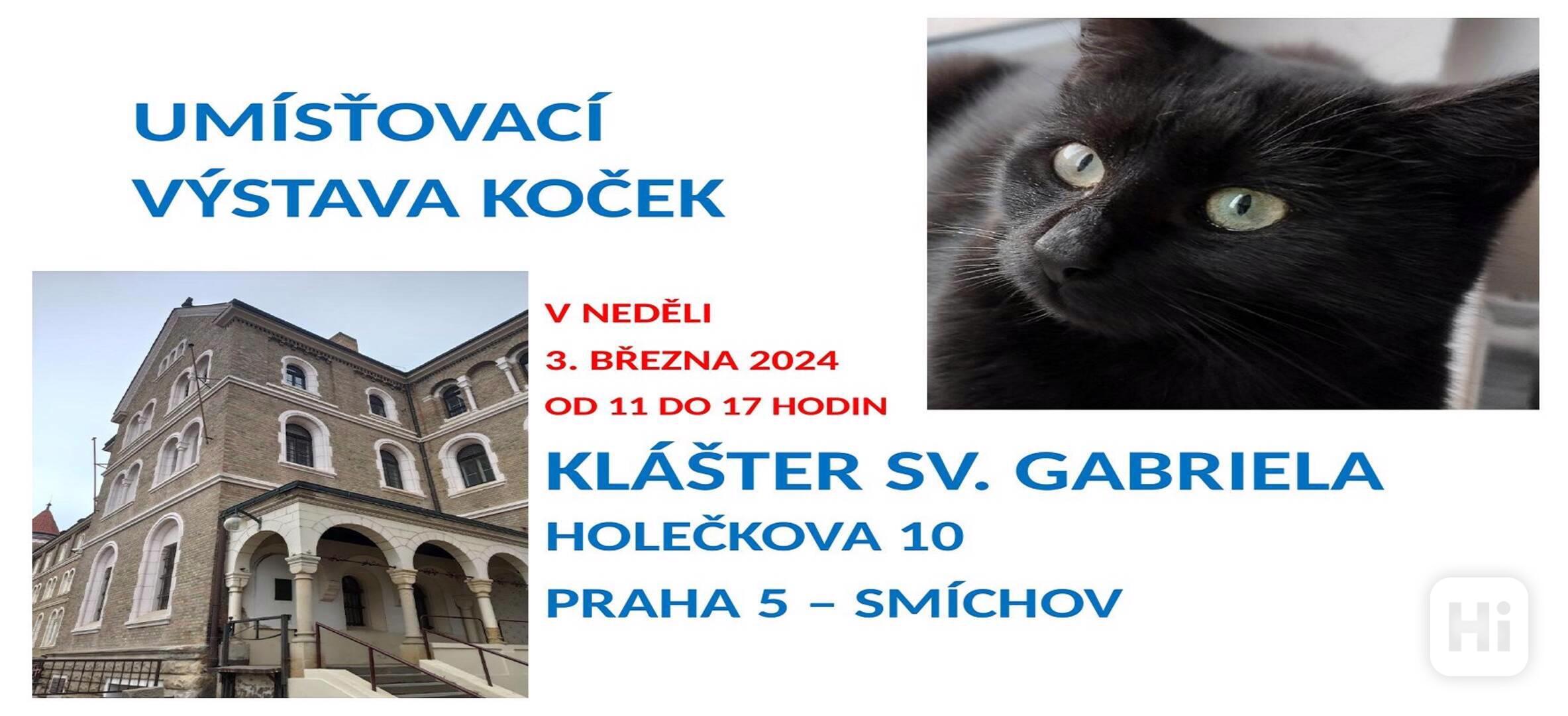 Umísťovací výstava koček v Praze 5, klášter sv. Gabriela - foto 1