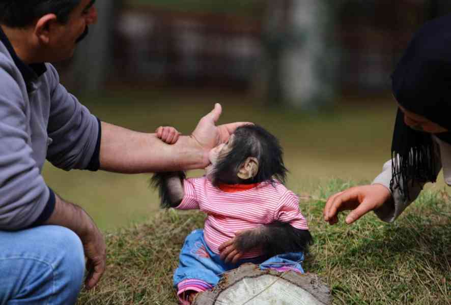 Rozkošné mládě šimpanze k adopci!   - foto 2