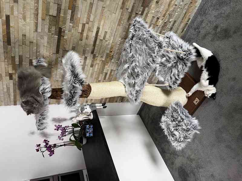 Kočičí stromy  - foto 3