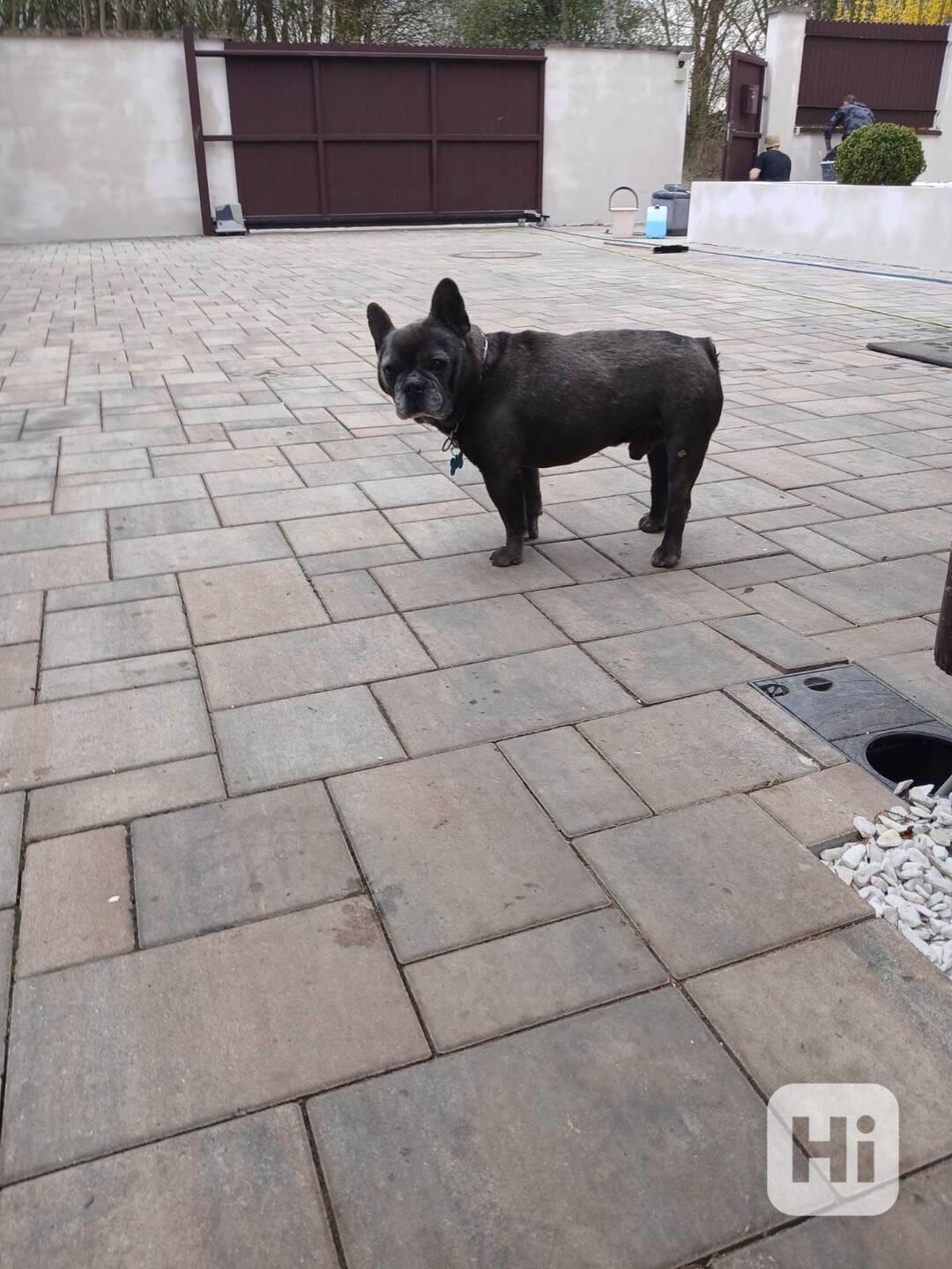 Daruju francouzského buldočka - foto 1