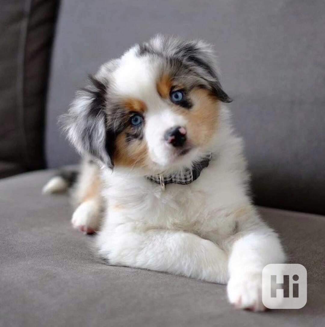 Australian Shepherd Puppies - foto 1