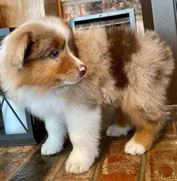 Australian Shepherd Puppies - foto 2