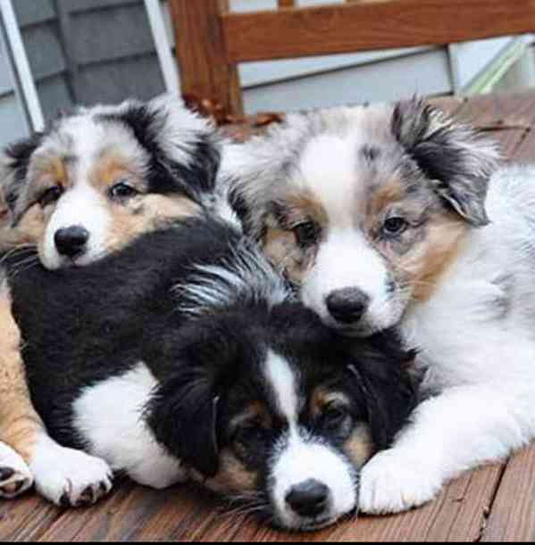 Australian Shepherd Puppies - foto 3